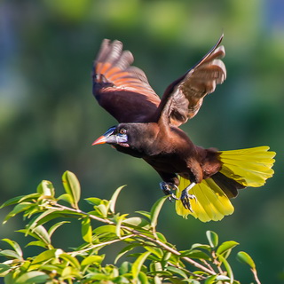 Arenal - Montezuma oropendola